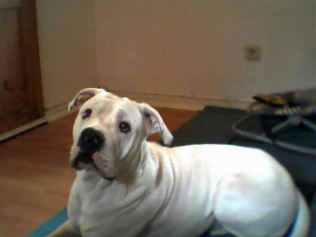 le chien de akram